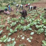 farming-cabbage