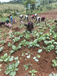 farming-cabbage