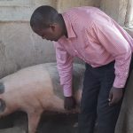 piggery-1