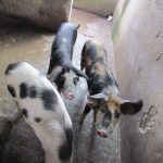 piggery-farming-poverty-eradication