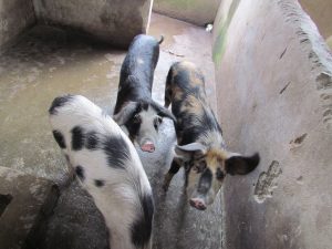 piggery-farming-poverty-eradication