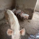 piggery2